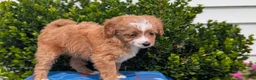 Mixed Breed dogs for sale: Dolly - Ad 6