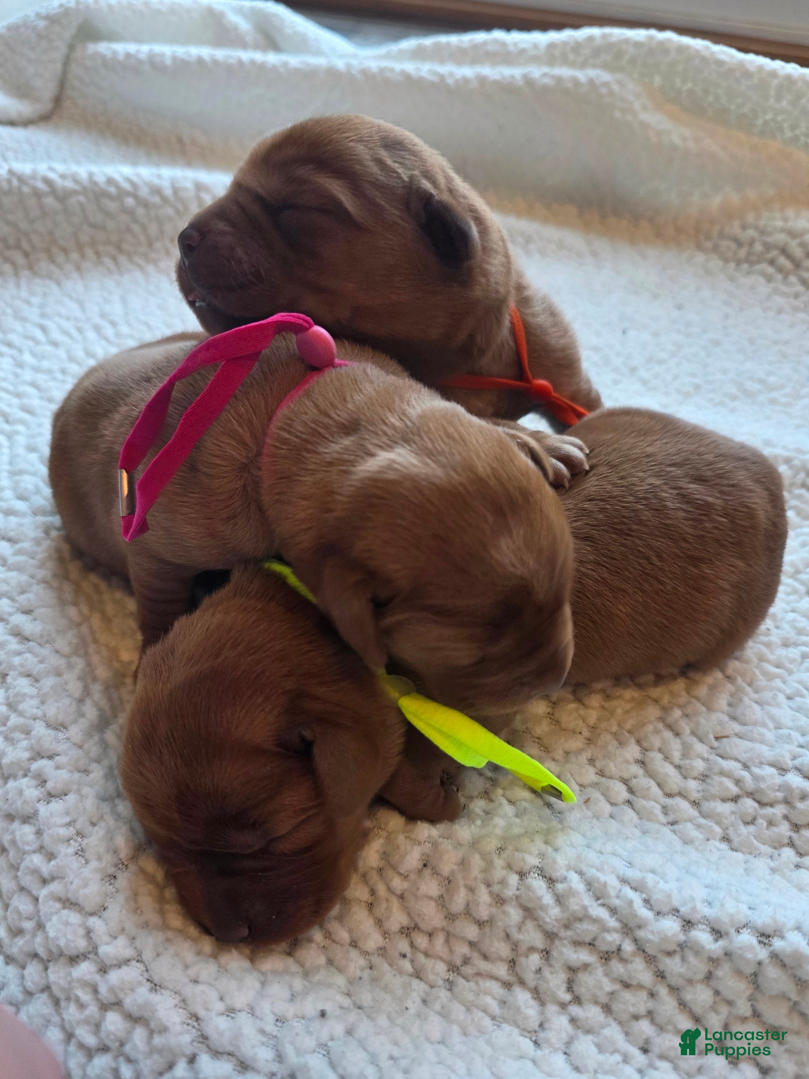 Labrador Retriever dogs Labrador Retriever Puppy 2 - Ad 1