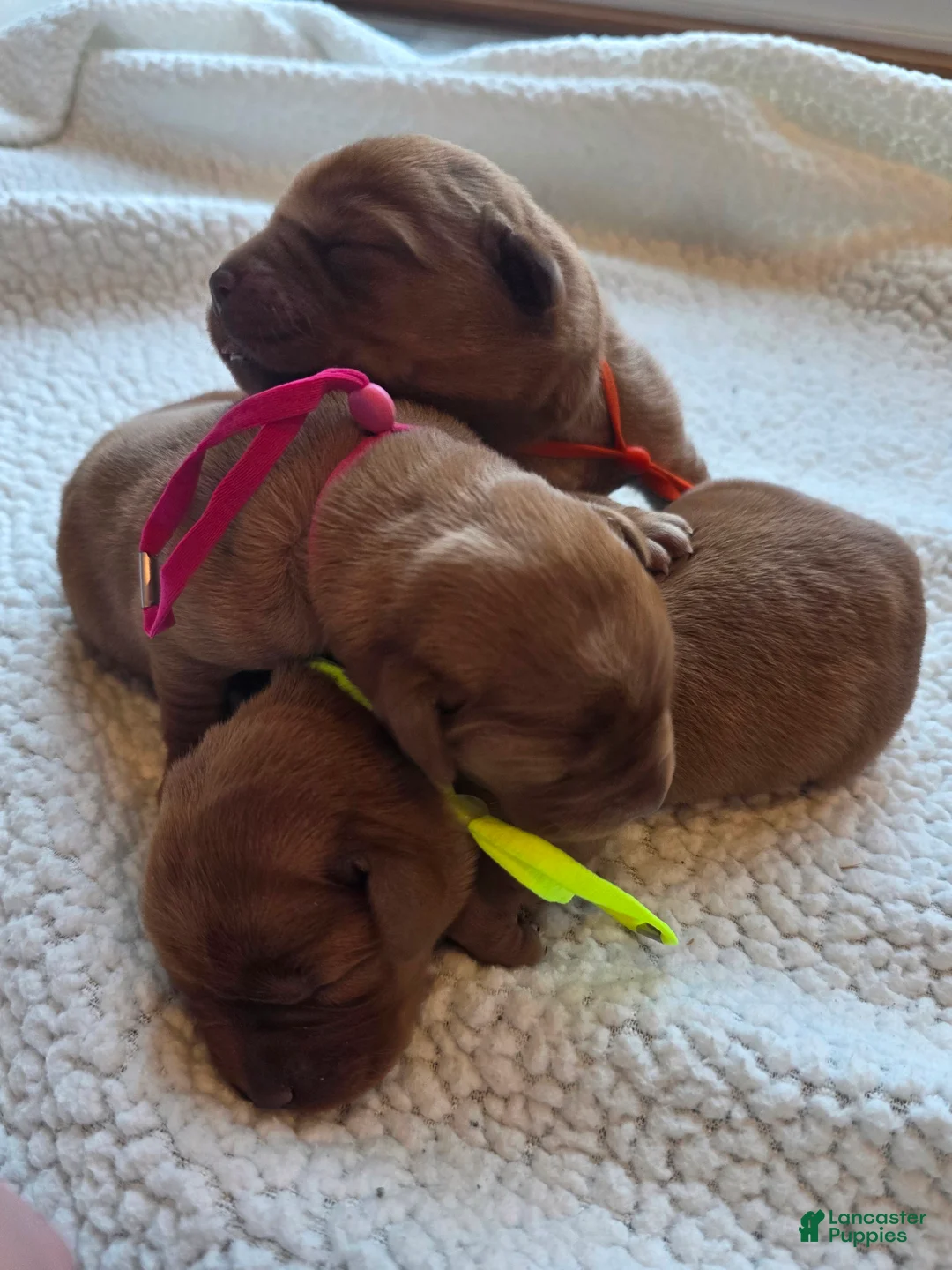 Labrador Retriever dogs for sale: Labrador Retriever Puppy 2 - Ad 1