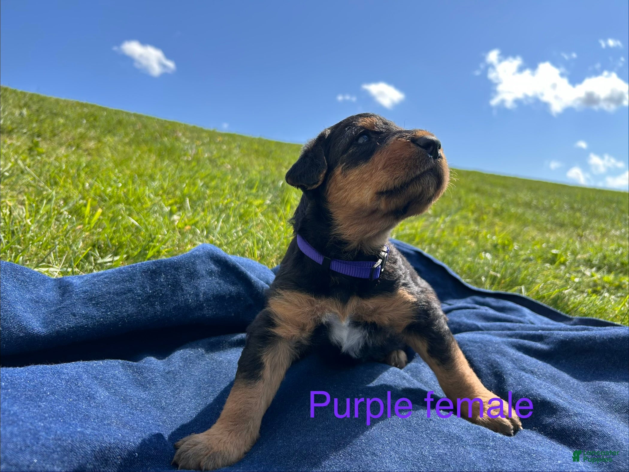 Airedale Terrier dogs  Purple Female - Ad 1