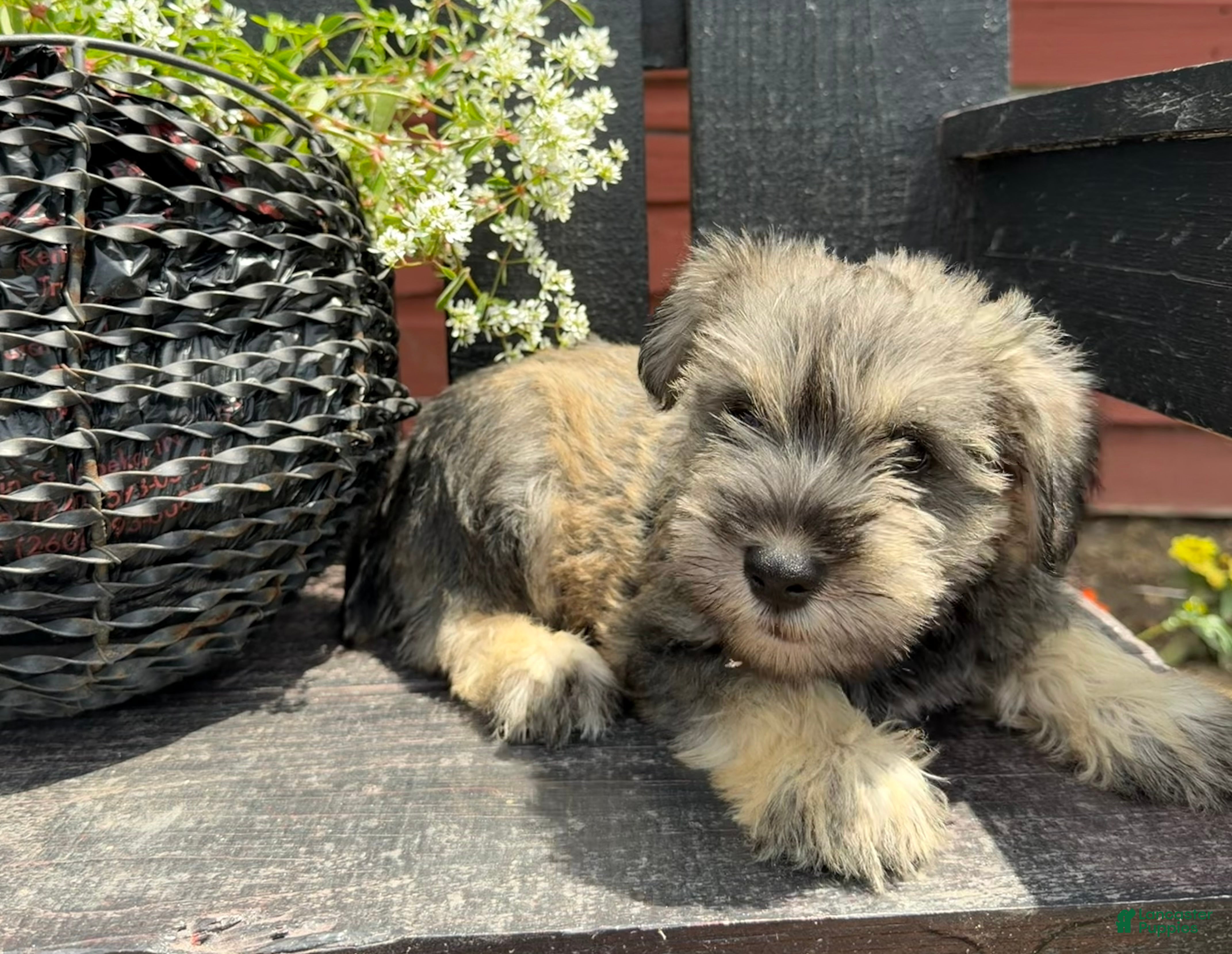 Miniature Schnauzer dogs Sophie - Ad 1