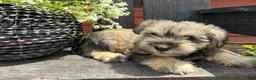 Miniature Schnauzer dogs for sale: Sophie - Ad 1