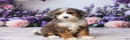 Bernedoodle dogs for sale: Lillie - Ad 4