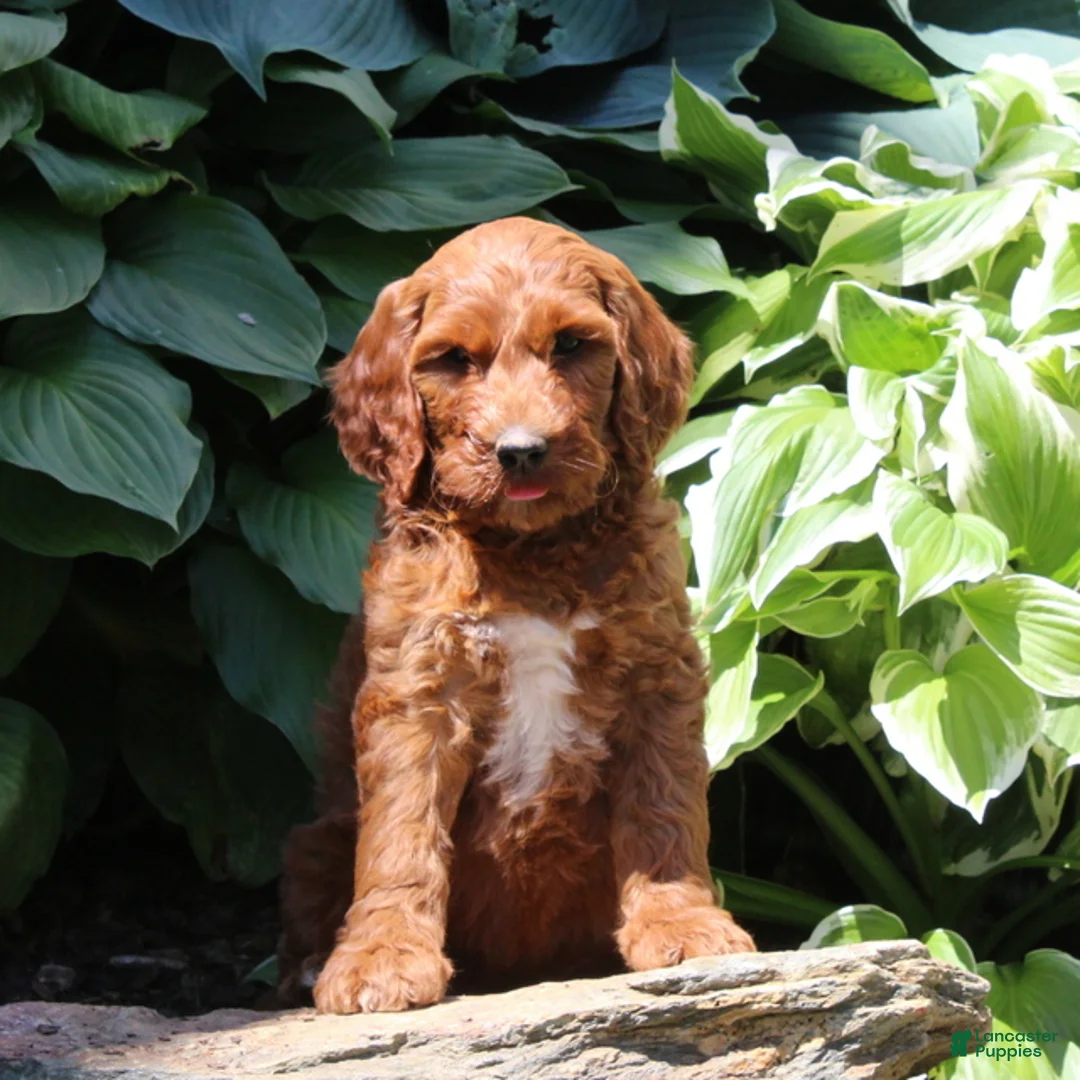 Irish Doodle dogs for sale: Ryan - Ad 1