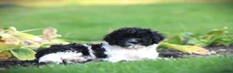 Cockapoo dogs for sale: Tuxie - Ad 1