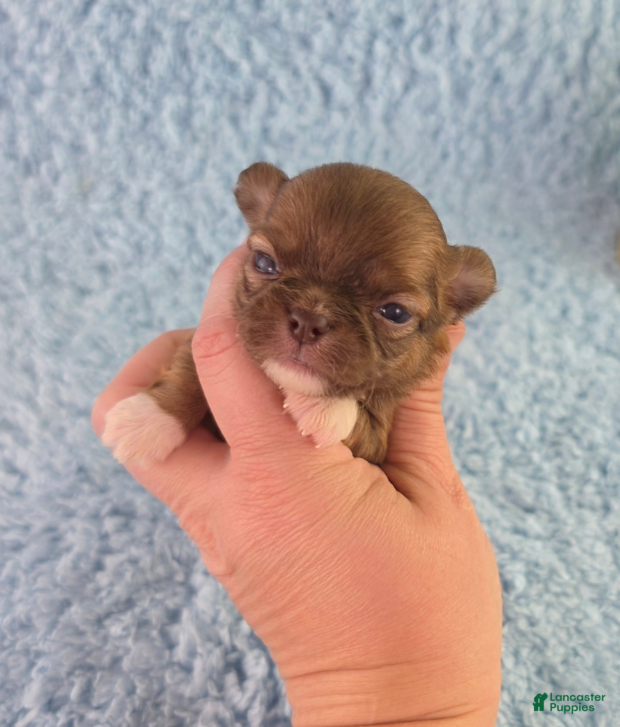 Chihuahua dogs AKC Carl - Ad 2