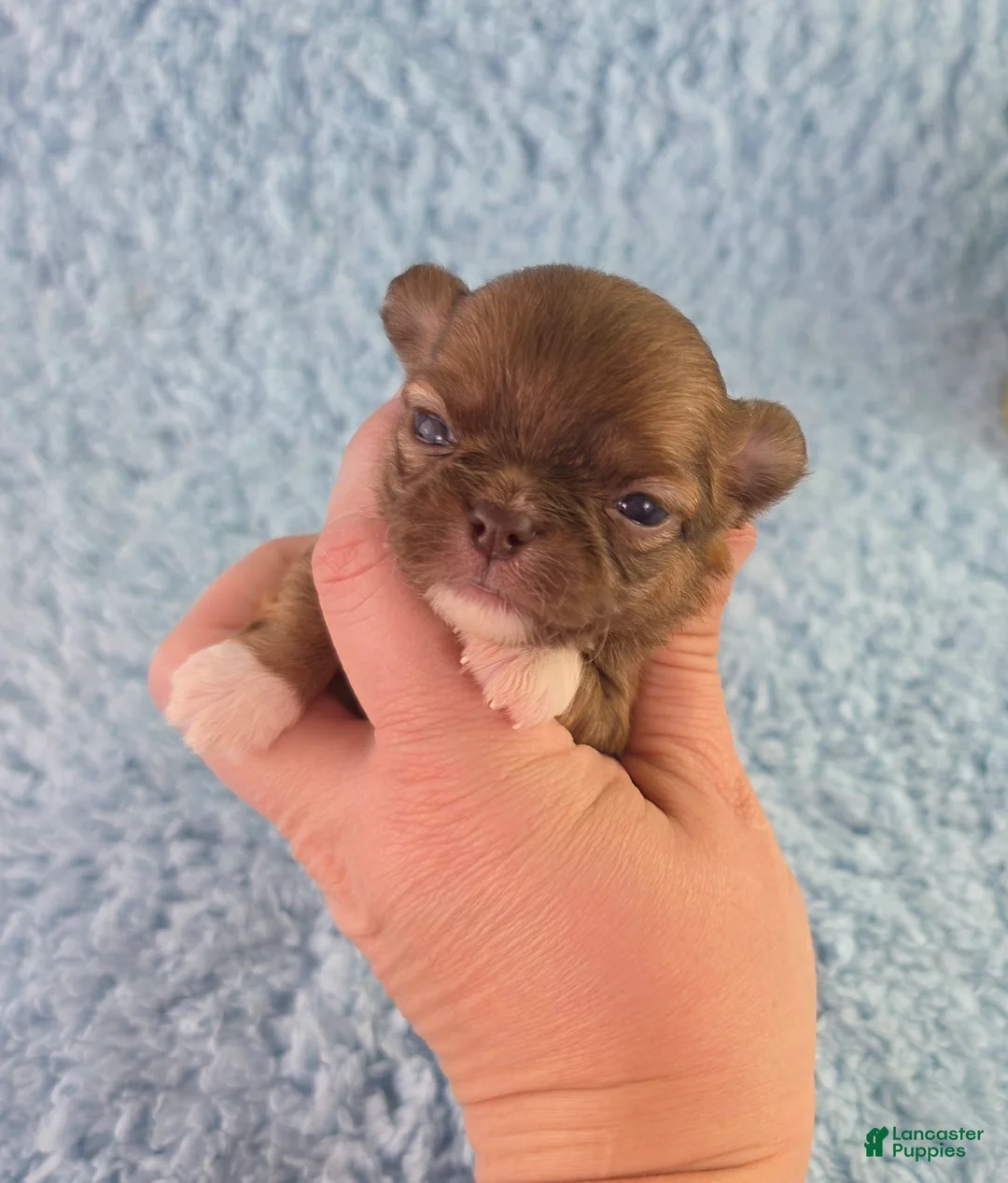 Chihuahua dogs for sale: AKC Carl - Ad 2