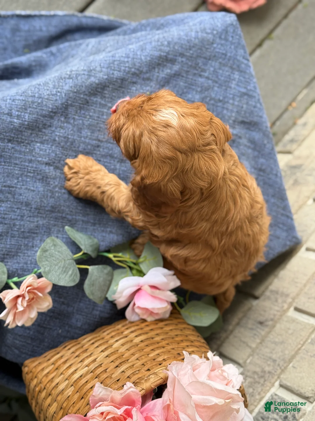 Cockapoo dogs for sale: Maverick - Ad 9