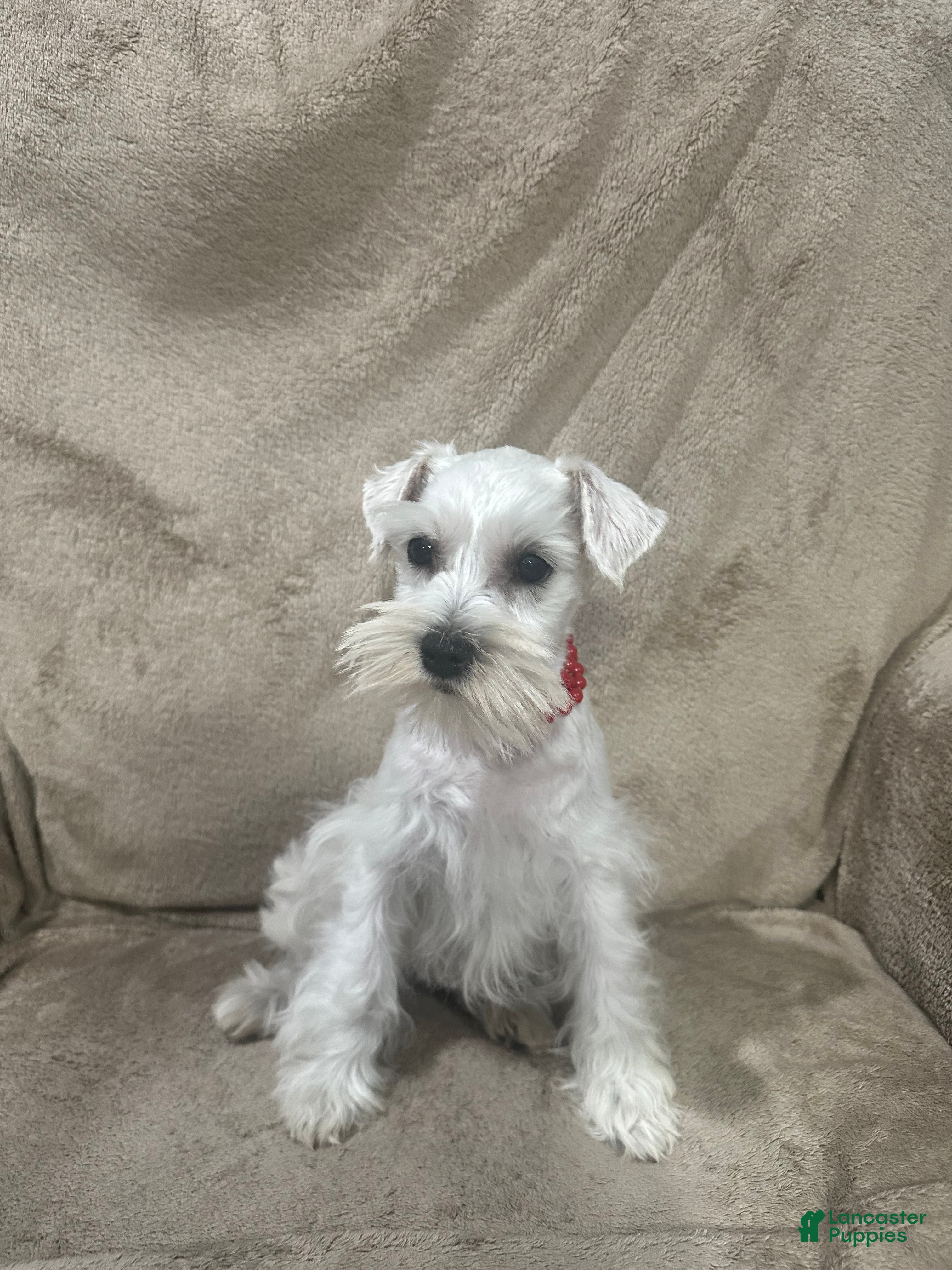 Miniature Schnauzer dogs Mimi AKC  - Ad 2