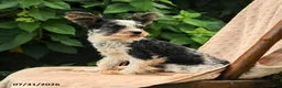 Biewer Terrier dogs for sale: Bud - Ad 3