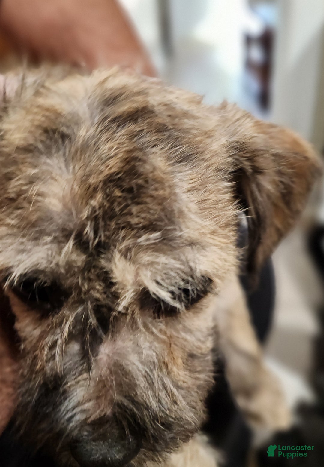 Mixed Breed dogs for sale: Googles - Ad 4