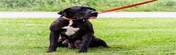 Great Dane dogs for sale: Kathy - Ad 23
