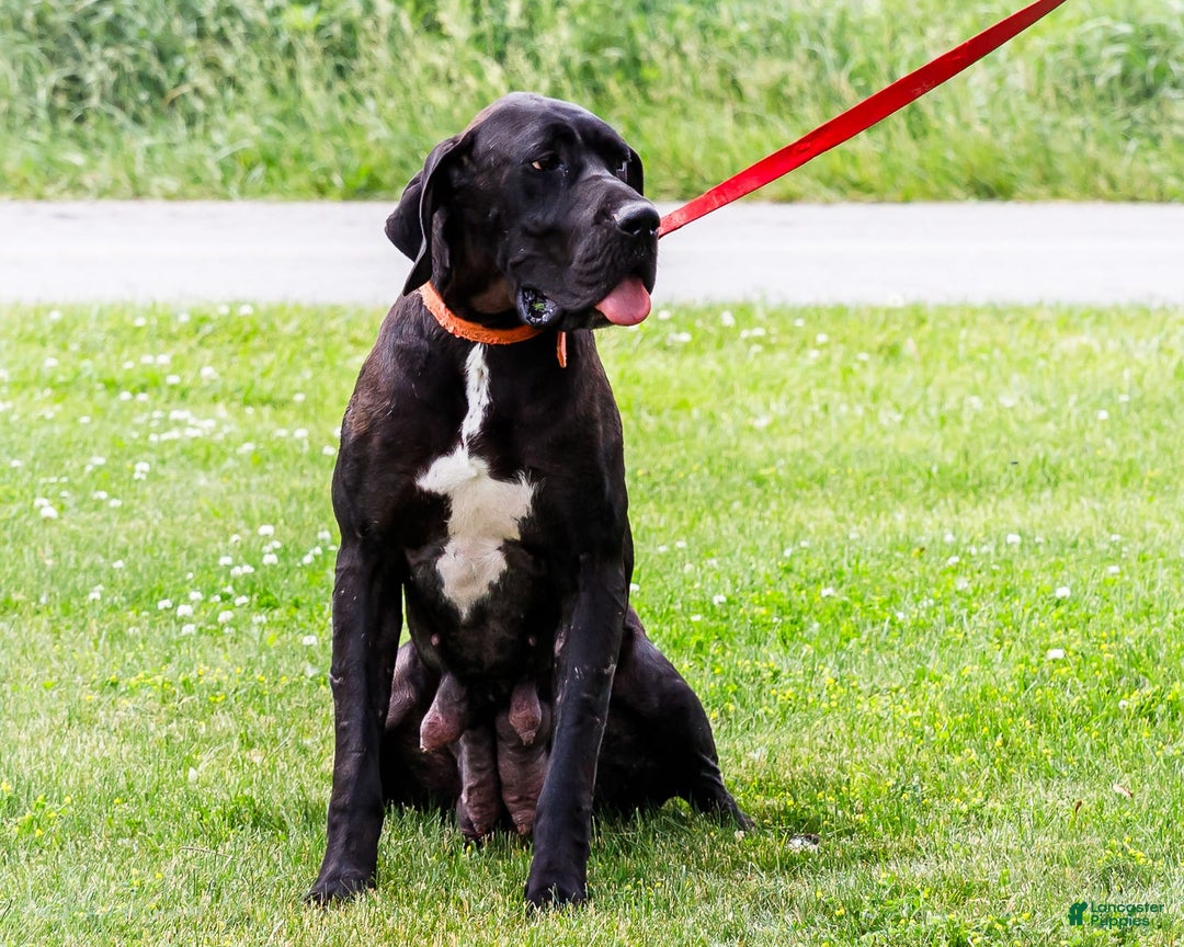 Great Dane dogs for sale: Kathy - Ad 23