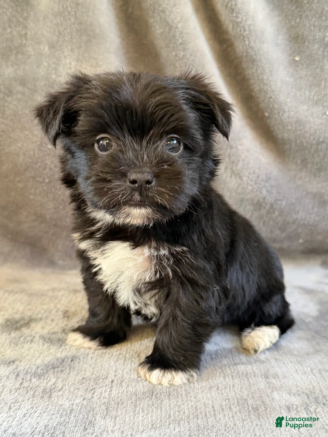 Morkie dogs for sale: Daffodil - Ad 2