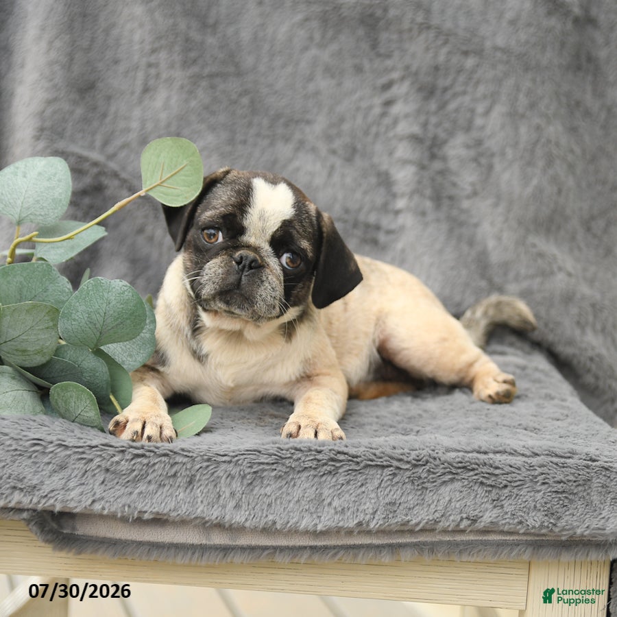 Pug dogs Harper - Ad 2