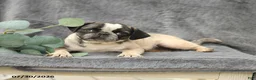 Pug dogs for sale: Harper - Ad 2