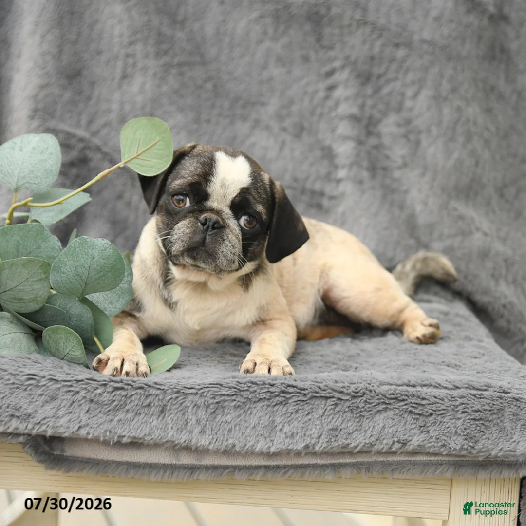 Pug dogs for sale: Harper - Ad 2