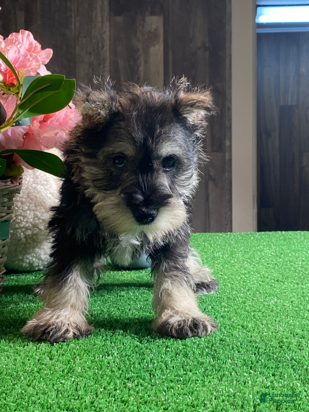 Miniature Schnauzer dogs for sale: Kiki - Ad 4