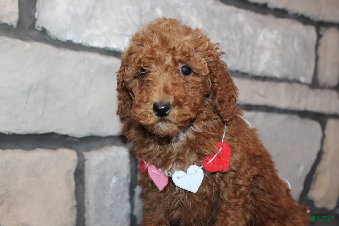Miniature Poodle dogs for sale: AKC Piper - Ad 12
