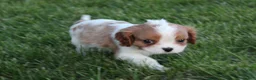 Cavalier King Charles Spaniel dogs for sale: Liam Cavalier King Charles Spaniel Puppy  - Ad 2