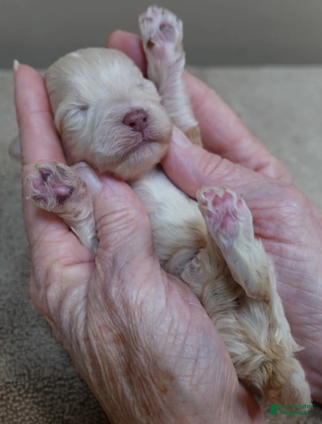 Maltipoo dogs for sale: Micro Teacup Kyro  - Ad 13