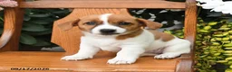 Jack Russell Terrier dogs for sale: Muffin - Ad 4