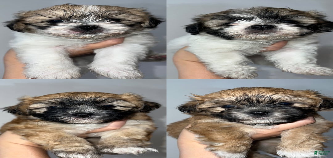 Gallery Image {{count}}