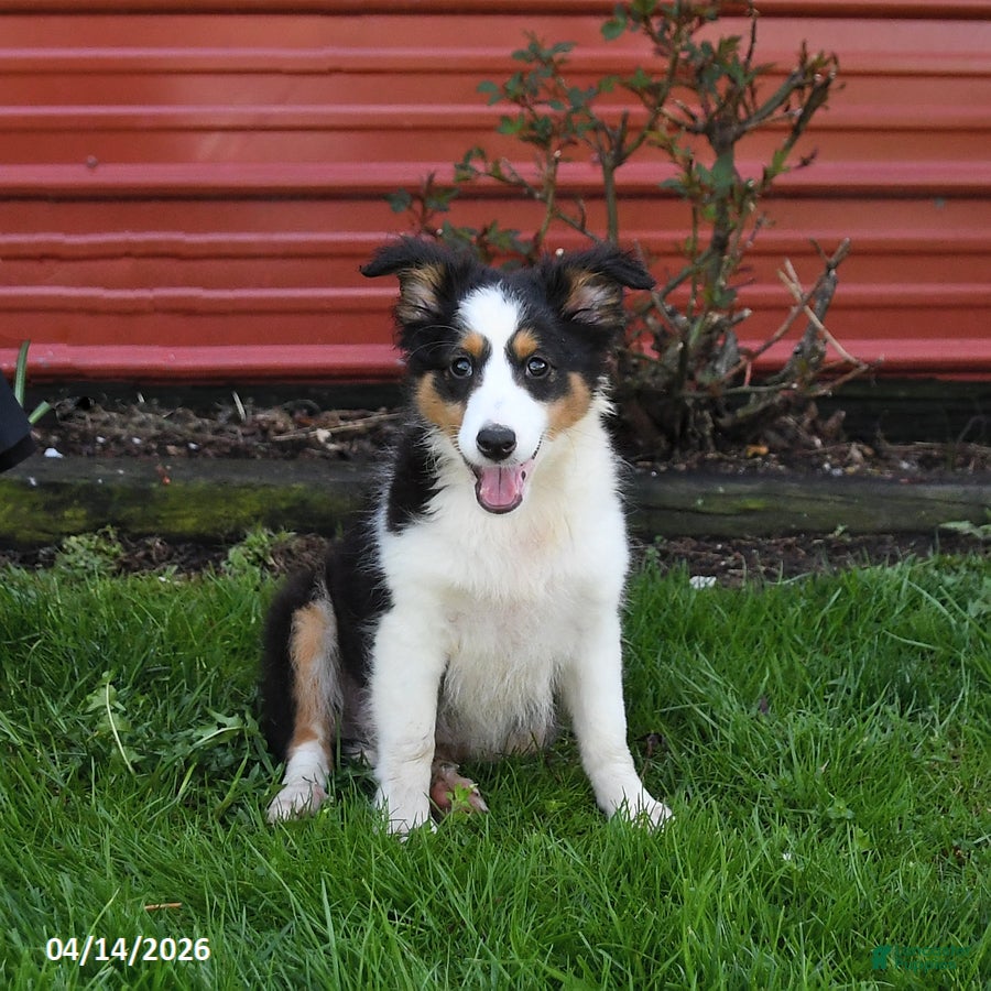 Shetland Sheepdog dogs Prince   - Ad 1