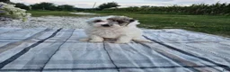 Mini Goldendoodle dogs for sale: Sage - Ad 11