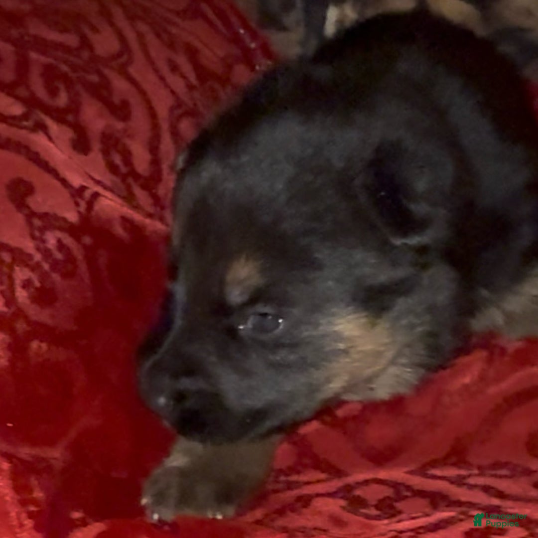 German Shepherd dogs for sale: SWAYZE - Ad 9