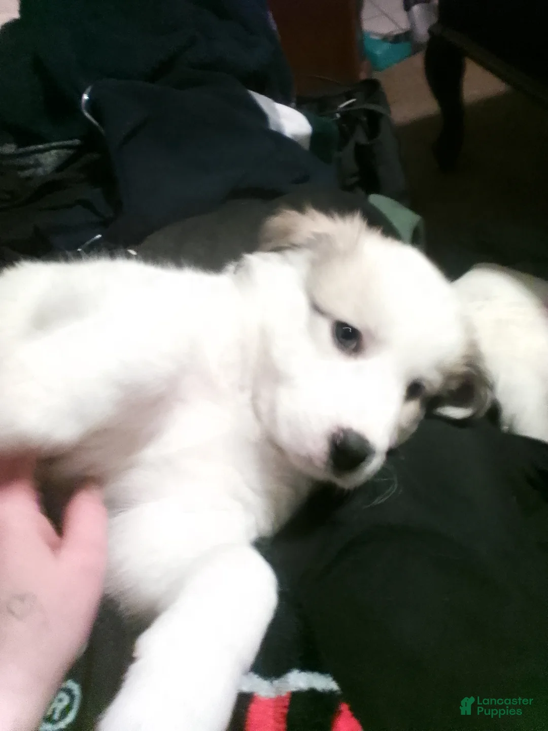 Mixed Breed dogs for sale: Buddy Boy  - Ad 10