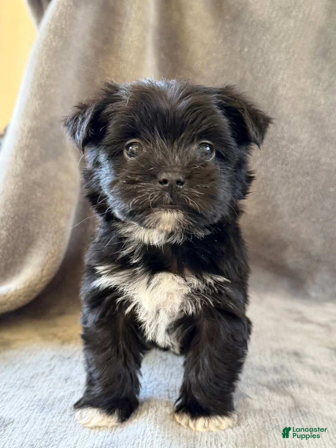 Morkie dogs for sale: Daffodil - Ad 1