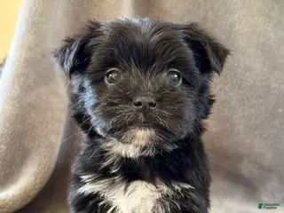 Morkie dogs for sale: Daffodil - Ad 4