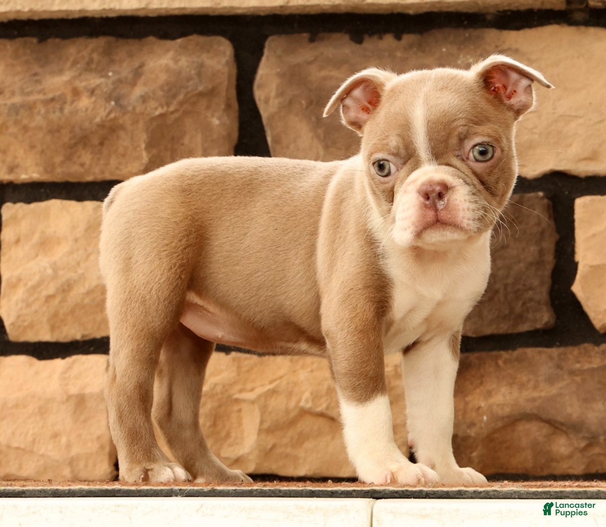 Boston Terrier dogs Kyah - Ad 1