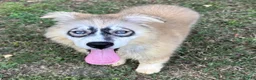 Siberian Husky dogs for sale: REYNA - Ad 2