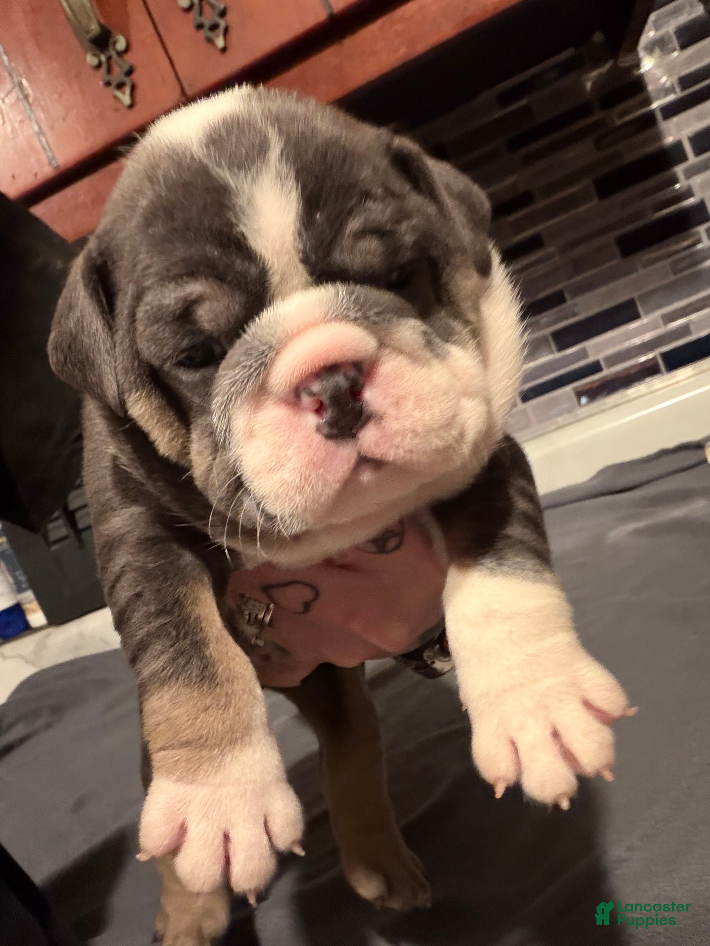 English Bulldog dogs Blue Female - Ad 10