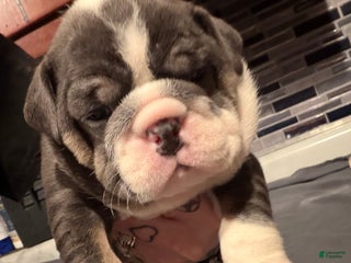 English Bulldog dogs Blue Female - Ad 10