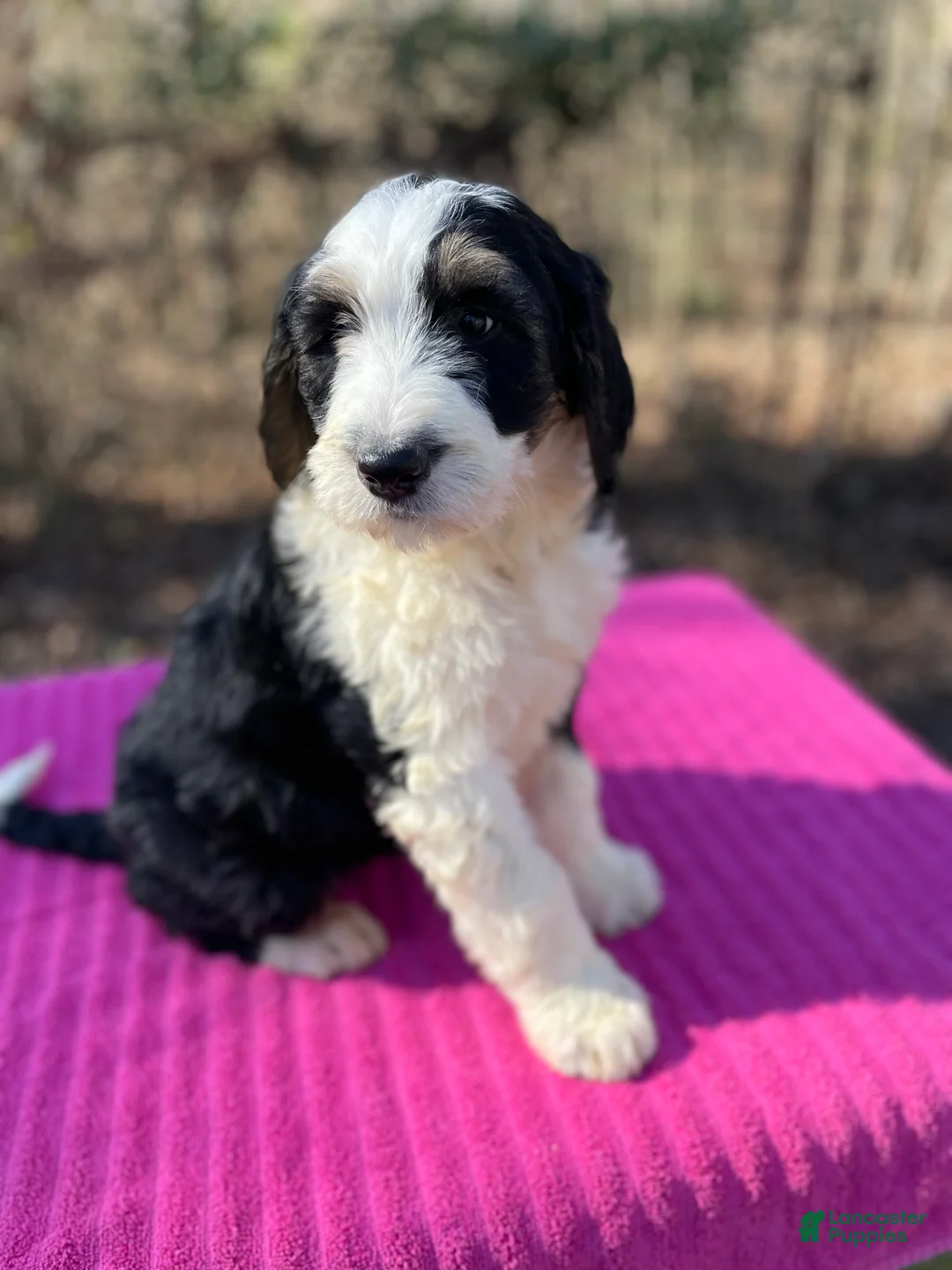 Bernedoodle dogs for sale: Jeannie - Ad 3