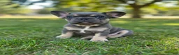 French Bulldog dogs for sale: Teddy - Ad 4