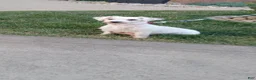 Bichpoo dogs for sale: Izzy - Ad 5