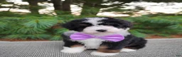 Bernedoodle dogs for sale: Bonbon - Ad 3