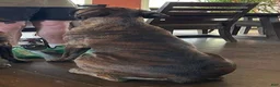Boxer dogs for sale: Brisket - Ad 8