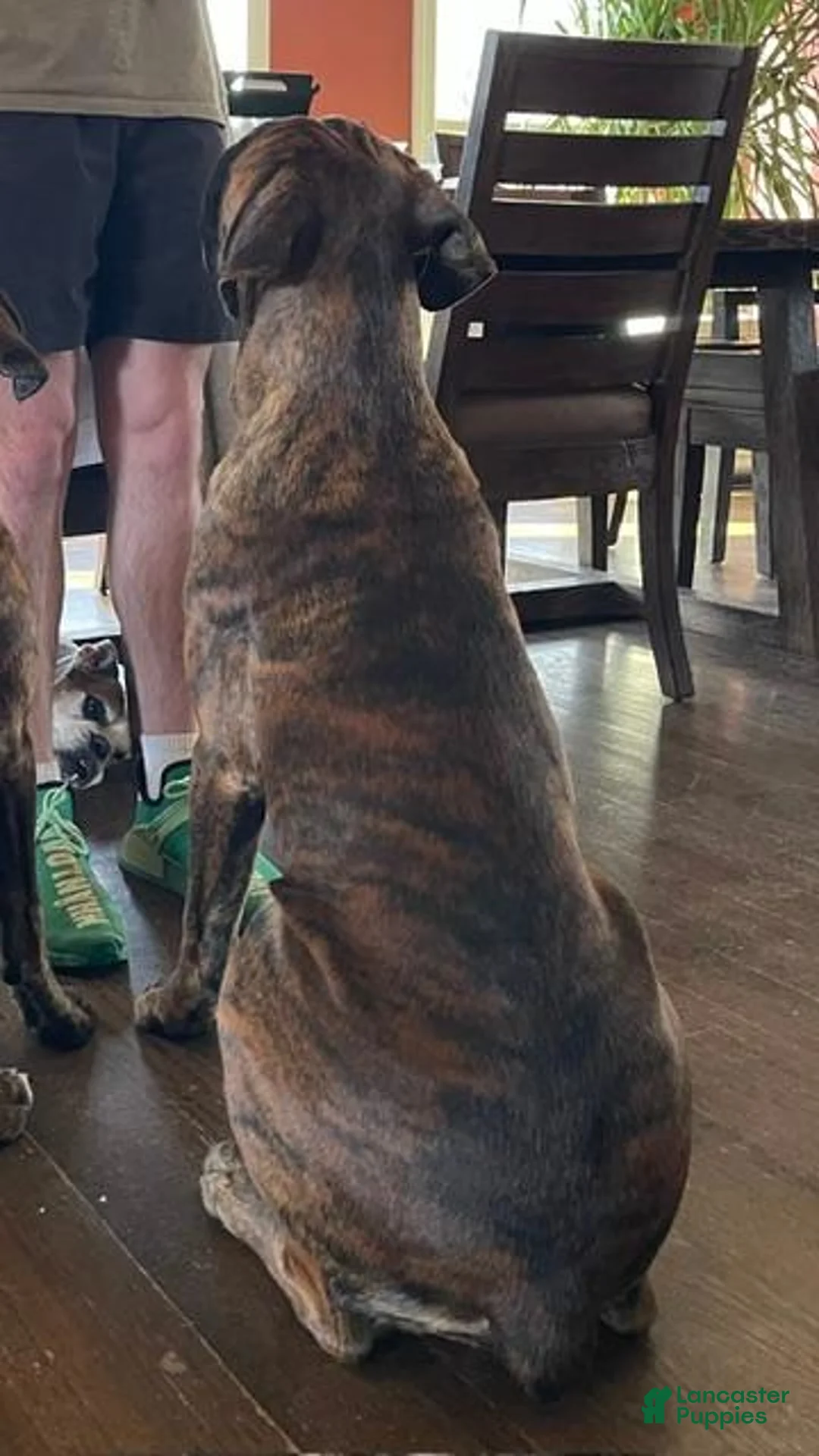 Boxer dogs for sale: Brisket - Ad 8