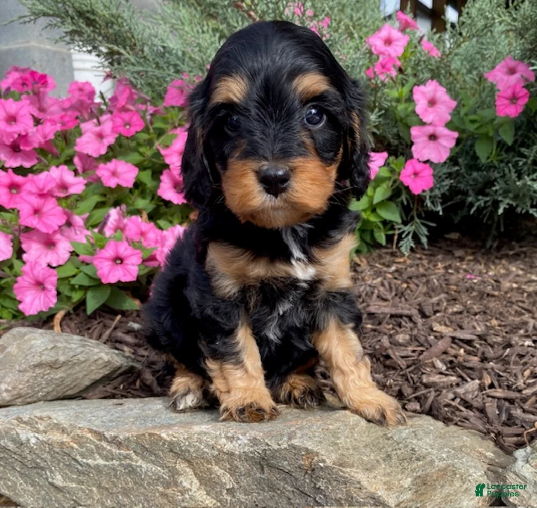Cavapoo dogs for sale: Magic - Ad 2