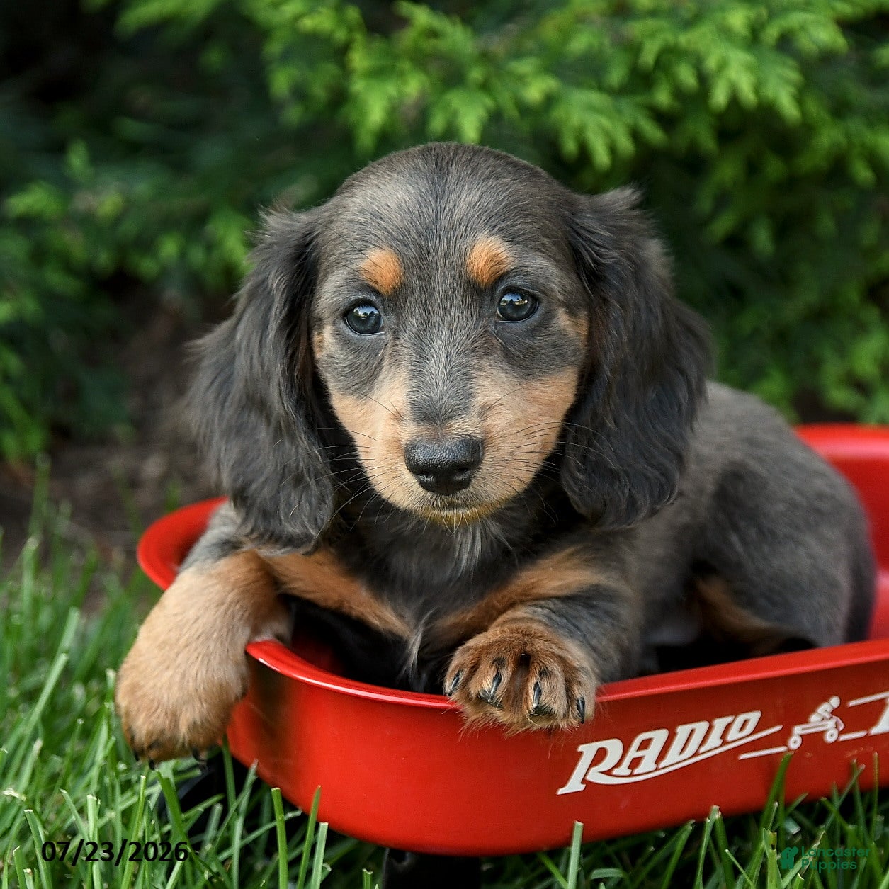 Miniature Dachshund dogs Holly - Ad 2