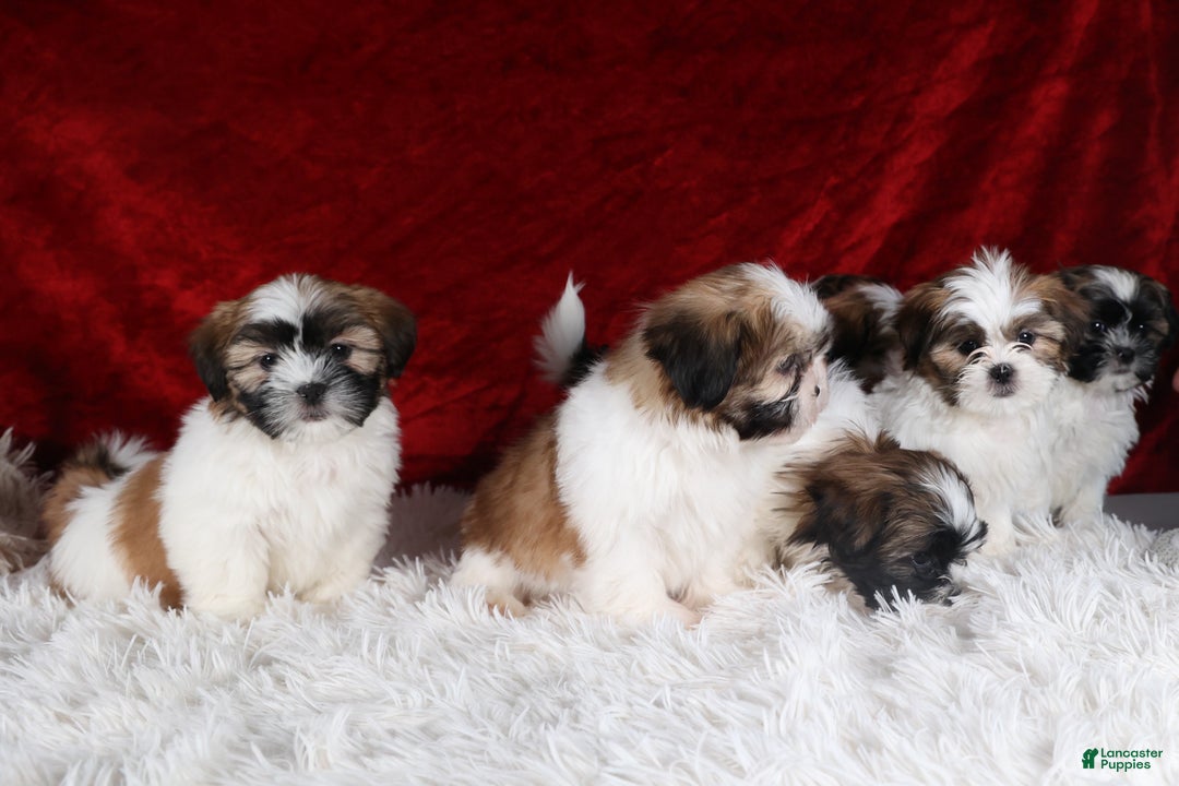 Shih Tzu dogs for sale: Joey - Ad 24