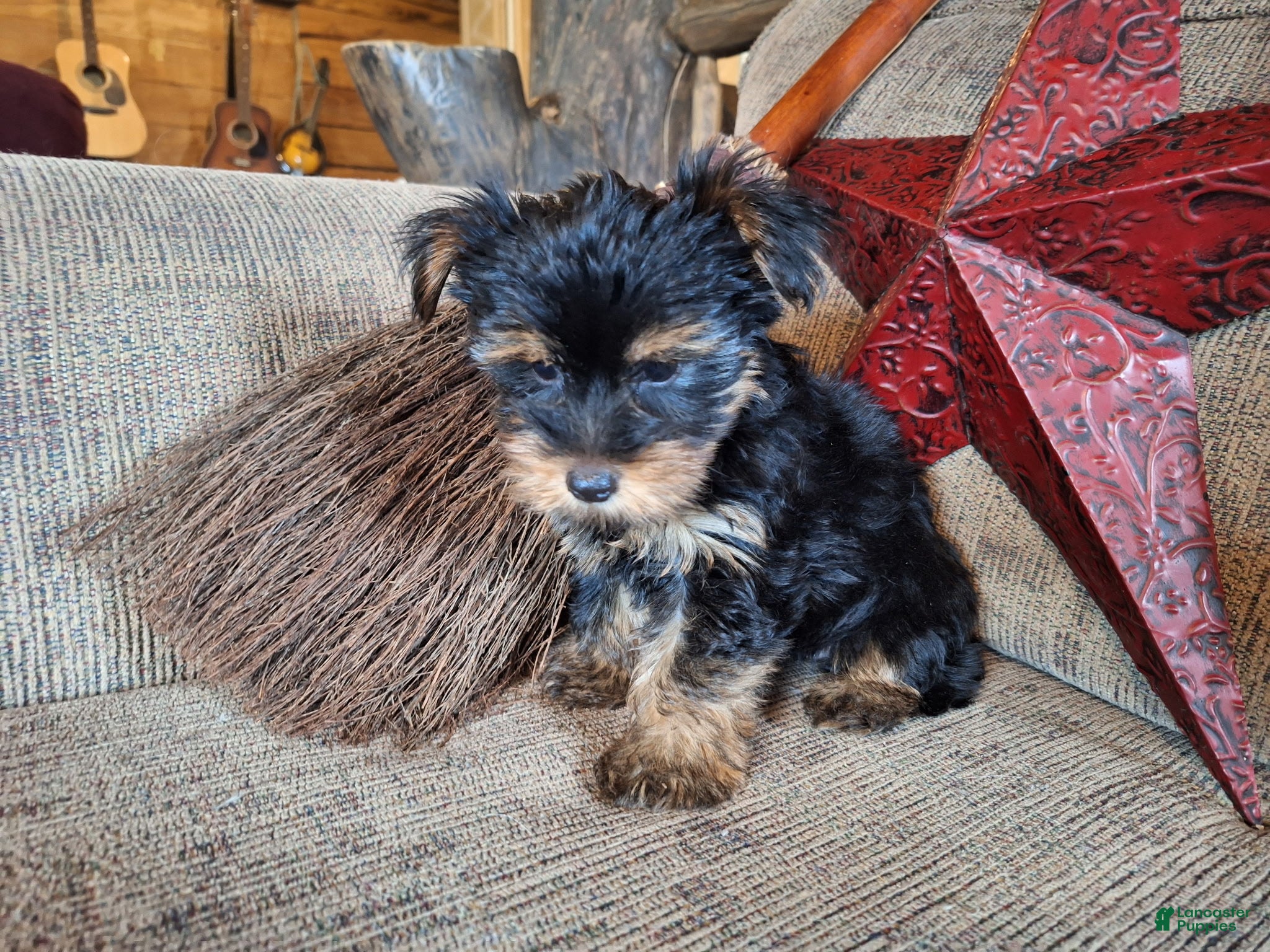 Yorkshire Terrier dogs Winnie Lace - Ad 2