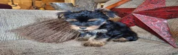 Yorkshire Terrier dogs for sale: Winnie Lace - Ad 2