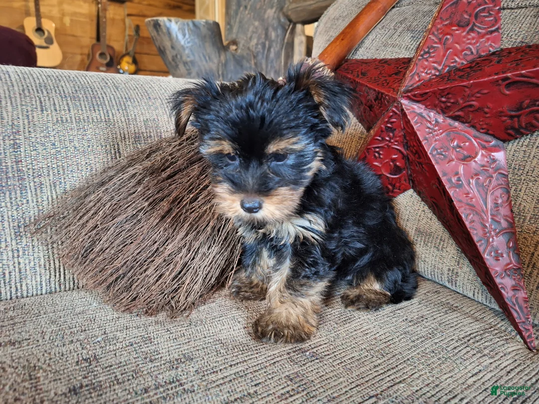Yorkshire Terrier dogs for sale: Winnie Lace - Ad 2