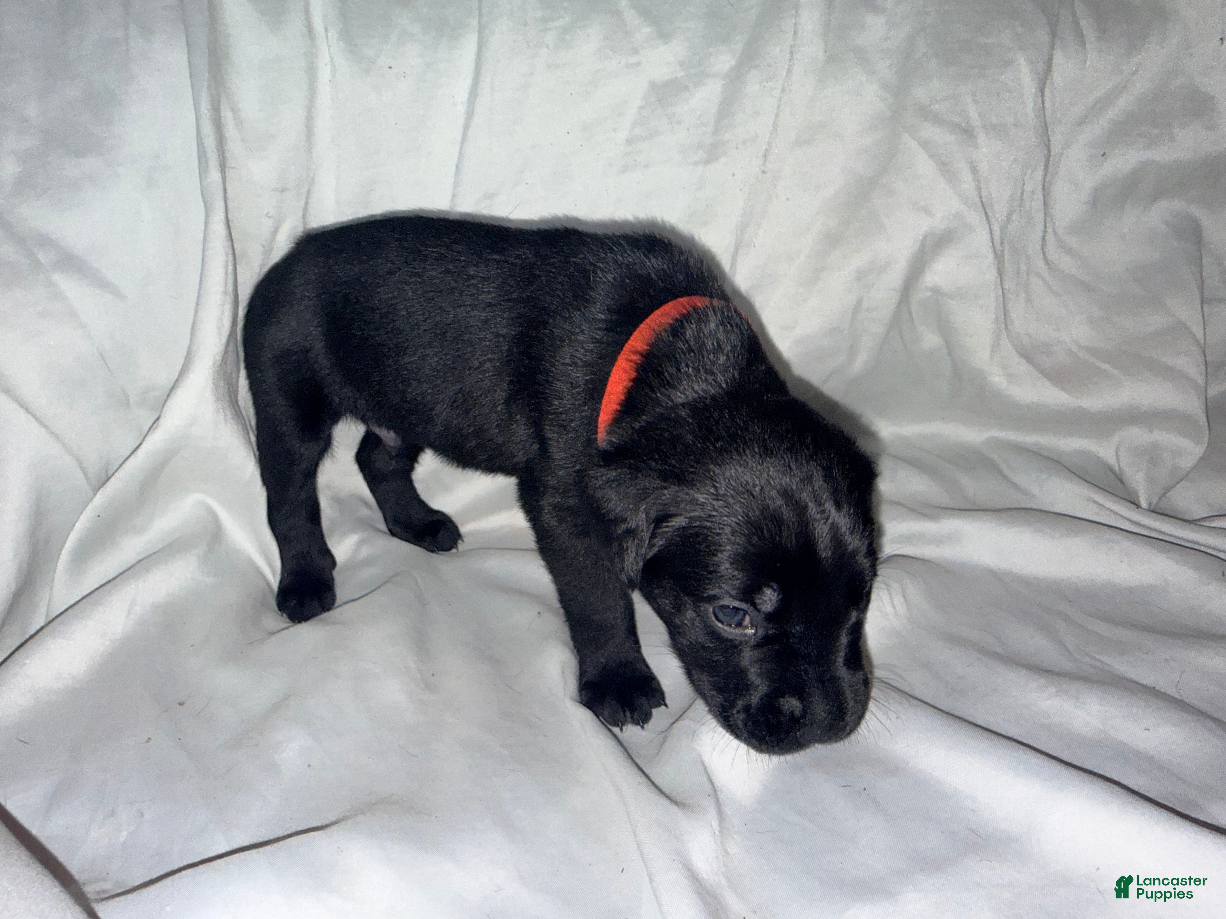 Cane Corso dogs Cain AKC red collar - Ad 13